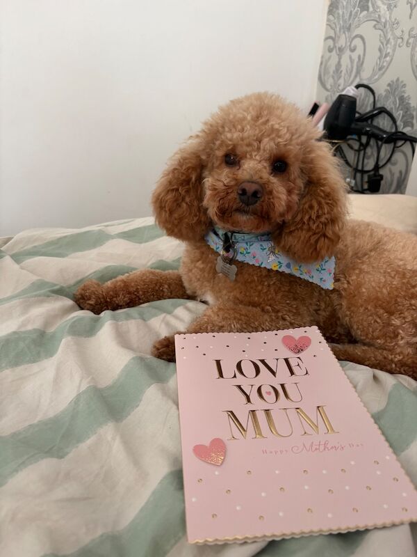 Toy poodle TEDDY up for stud - Image 2 of 3