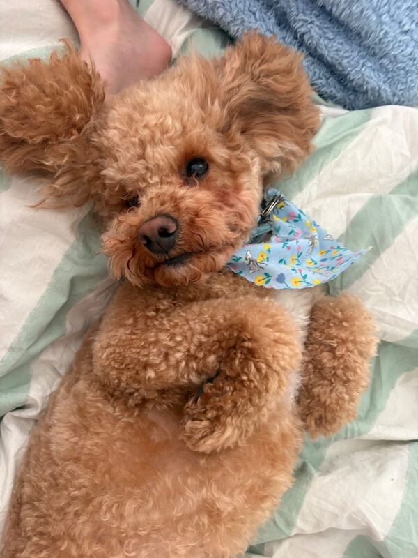 Toy poodle TEDDY up for stud - Image 3 of 3
