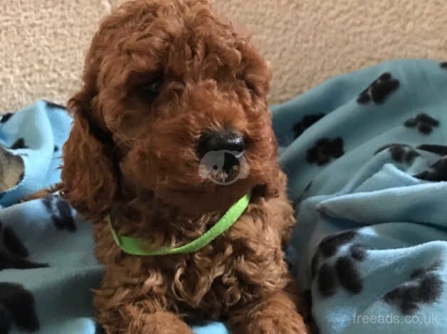Toy poodle x cavalier puppies - Image 2 of 5
