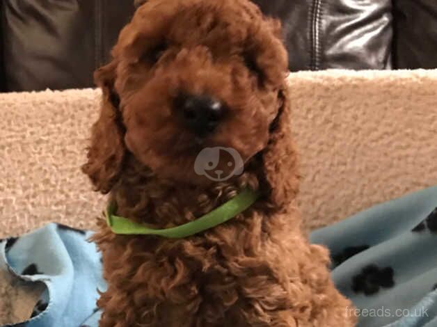 Toy poodle x cavalier puppies - Image 3 of 5
