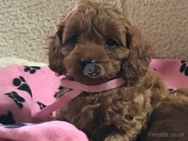 Toy poodle x cavalier puppies - Image 4 of 5
