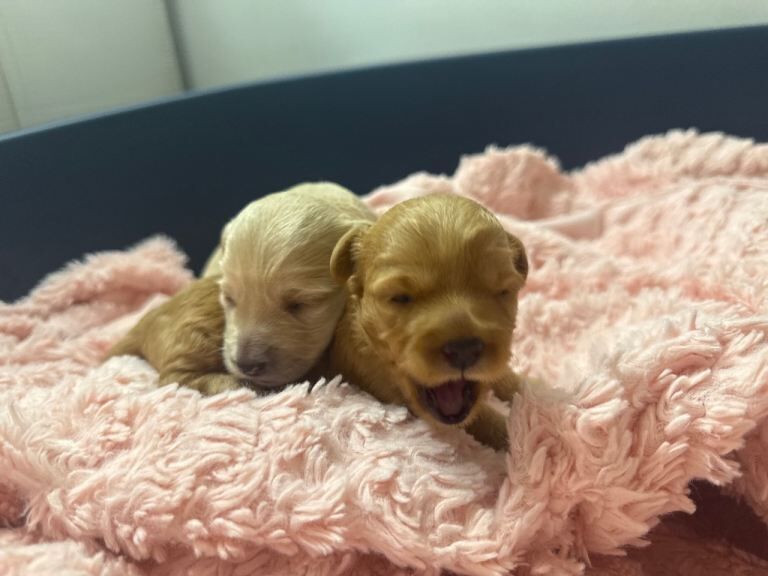 Toy Poodles 1 female, 1 male