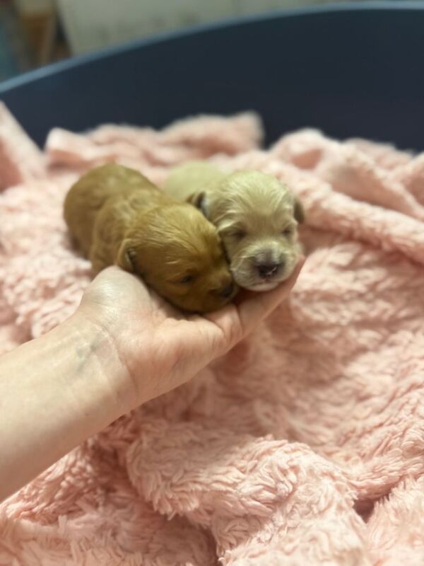 Toy Poodles 1 female, 1 male - Image 2 of 3