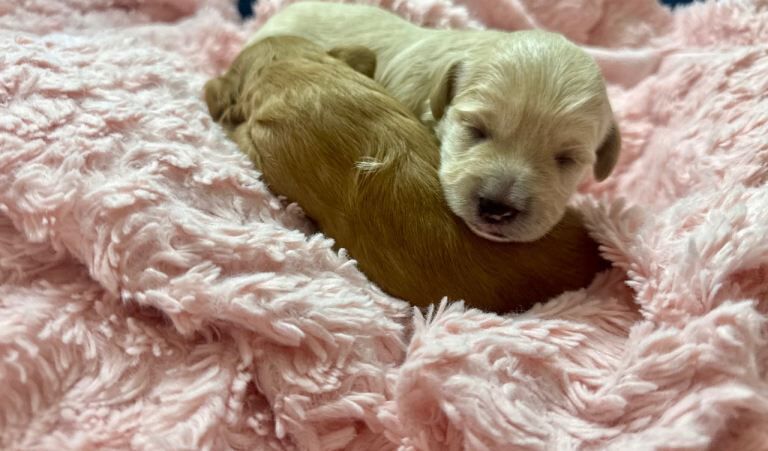 Toy Poodles 1 female, 1 male - Image 3 of 3