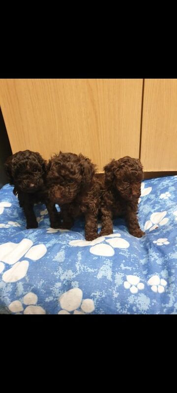 Poodle puppies for sale in Kingston upon Hull, East Riding of Yorkshire – 8 weeks old