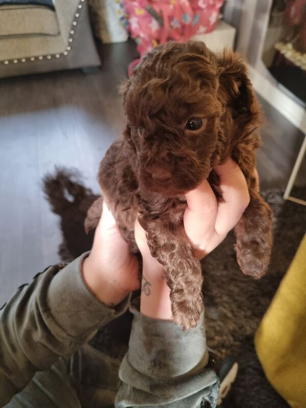 Poodle puppies for sale in Kingston upon Hull, East Riding Of Yorkshire – 7 weeks old - Image 2 of 3