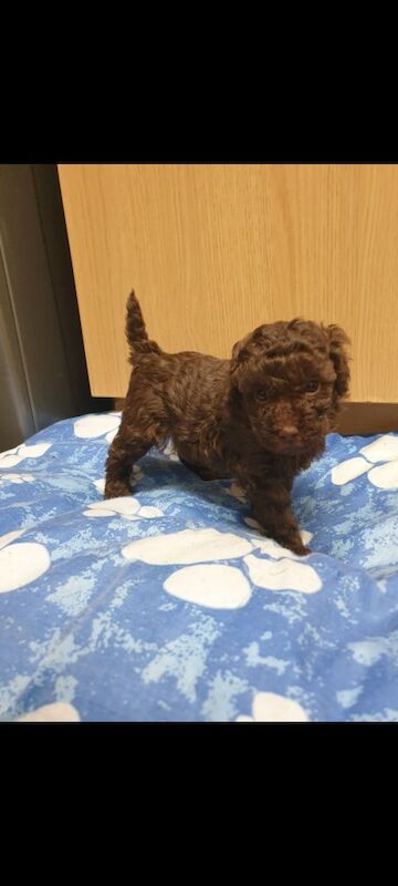 Poodle puppies for sale in Kingston upon Hull, East Riding Of Yorkshire – 7 weeks old - Image 3 of 3