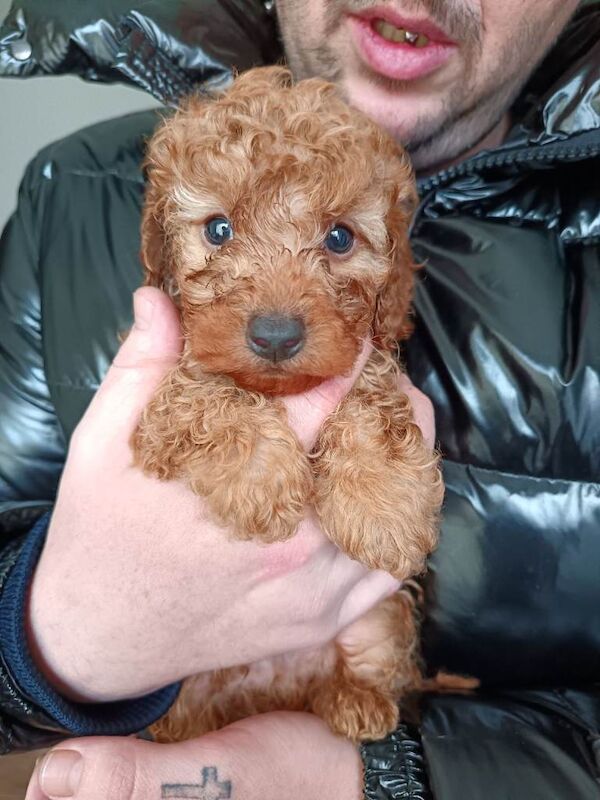 Poodle Puppies For Sale