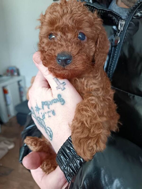 Toy Poodles - Image 2 of 3