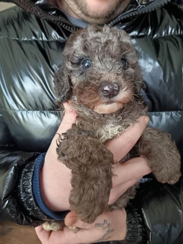 Toy Poodles - Image 3 of 3