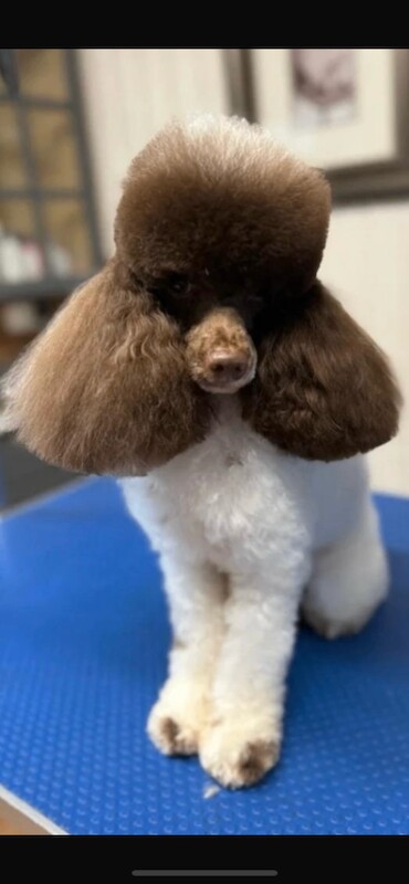 Toy poodles - Image 2 of 3