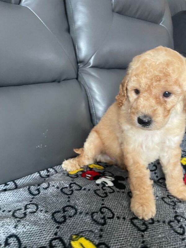 Toy poodles boys looking for their forever owns
