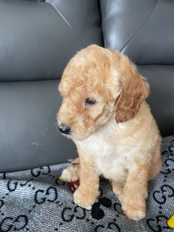 Toy poodles boys looking for their forever owns - Image 2 of 4