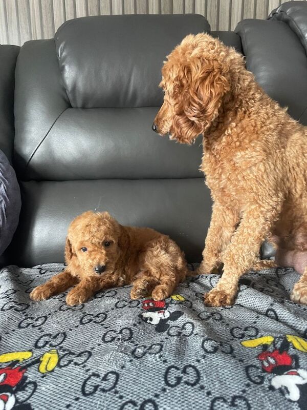 Toy poodles boys looking for their forever owns - Image 3 of 4