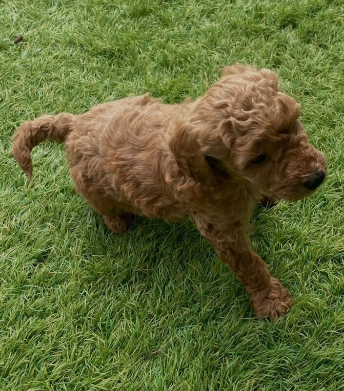 Toy poodles boys looking for their forever owns - Image 4 of 4