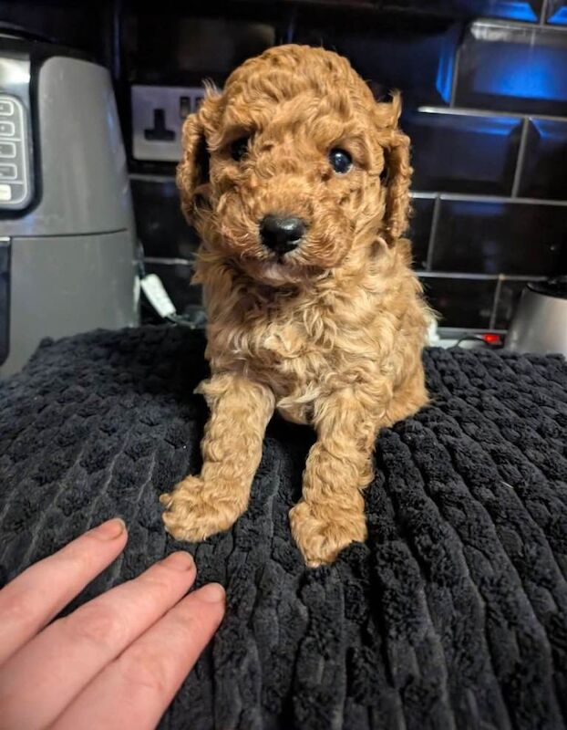 Poodle puppies for sale in Dungannon, County Tyrone – KC registered, 6 weeks old