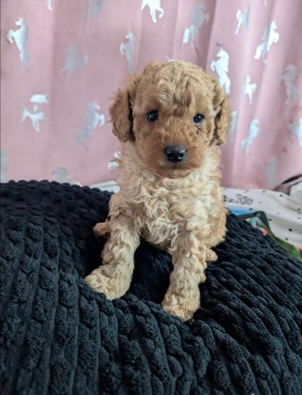 Poodle puppies for sale in Dungannon, County Tyrone – KC registered, 7 weeks old - Image 2 of 2