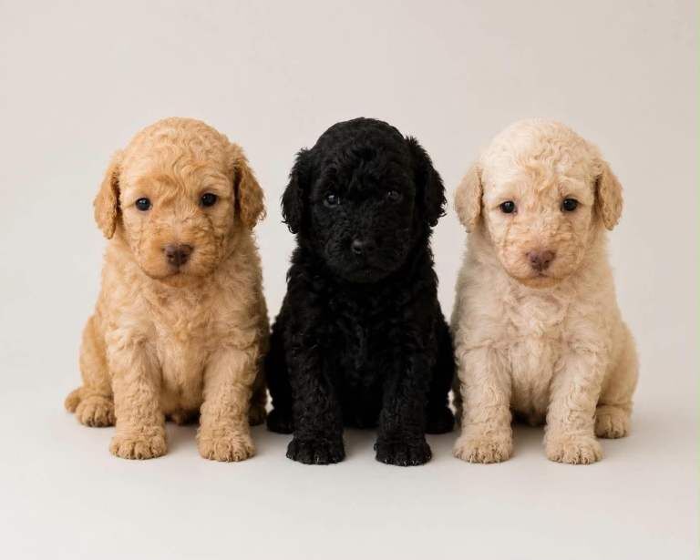 Toy poodles for sale