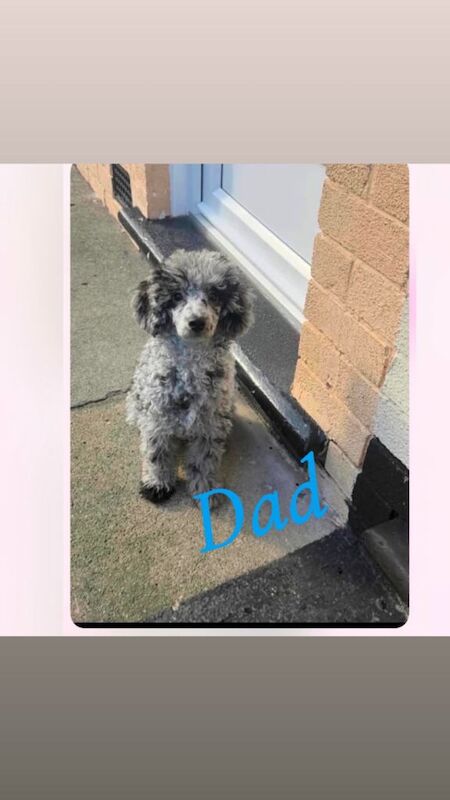 Toy poodles for sale - Image 3 of 3