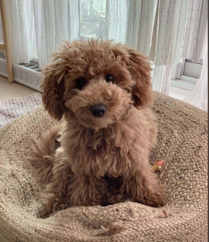 Toy Poodles for sale Boy and Girl