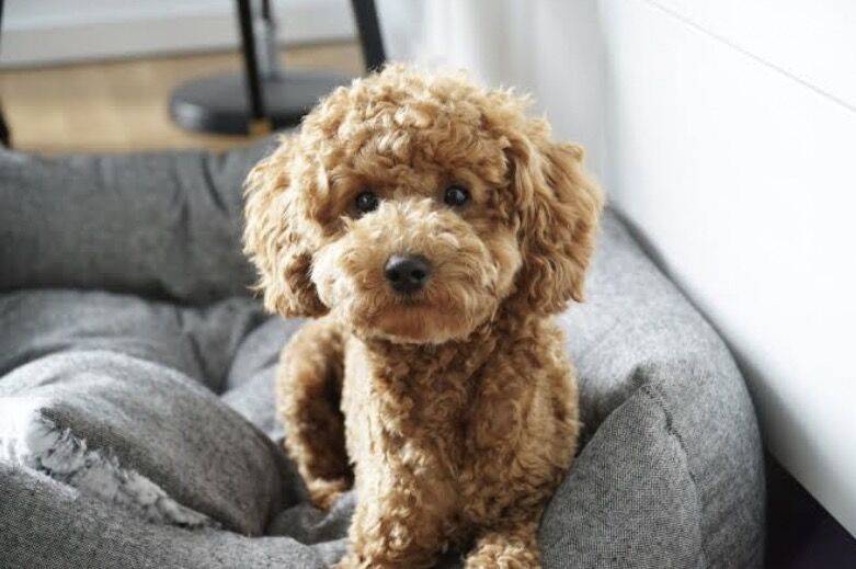 Toy Poodles for sale Boy and Girl - Image 2 of 3
