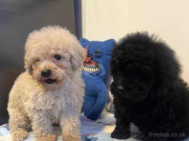 Poodle puppies for sale in Antrim – 11 months old - Image 1 of 5