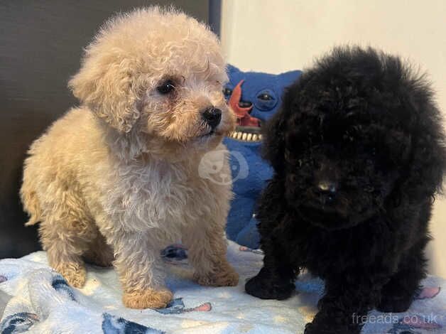 Poodle puppies for sale in Antrim – 11 months old - Image 2 of 5