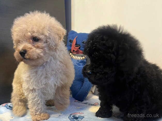 Poodle puppies for sale in Antrim – 11 months old - Image 3 of 5