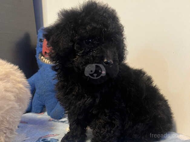 Poodle puppies for sale in Antrim – 11 months old - Image 4 of 5