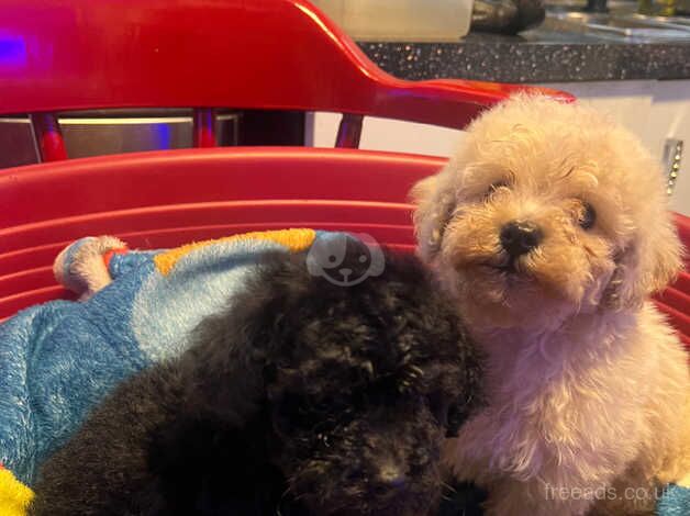 Poodle puppies for sale in Antrim – 11 months old - Image 5 of 5