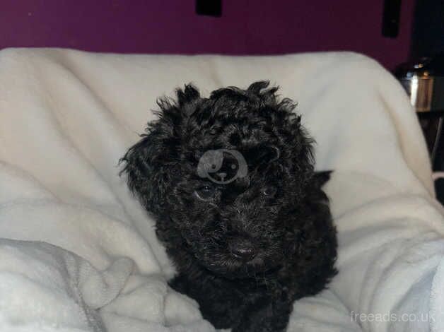 Poodle puppies for sale in Cardiff – 1 year old - Image 1 of 5