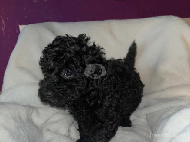 Poodle puppies for sale in Cardiff – 1 year old - Image 2 of 5