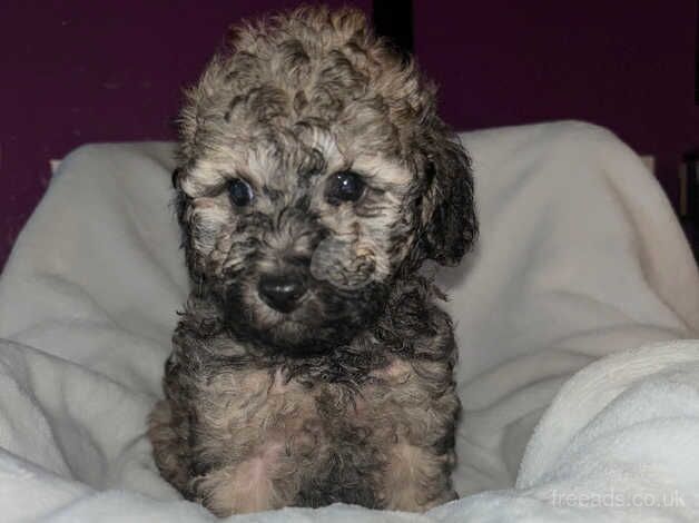 Poodle puppies for sale in Cardiff – 1 year old - Image 3 of 5