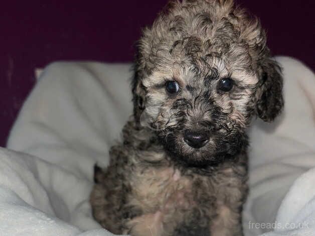 Poodle puppies for sale in Cardiff – 1 year old - Image 4 of 5