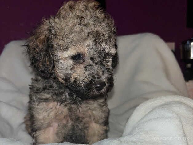 Poodle puppies for sale in Cardiff – 1 year old - Image 5 of 5