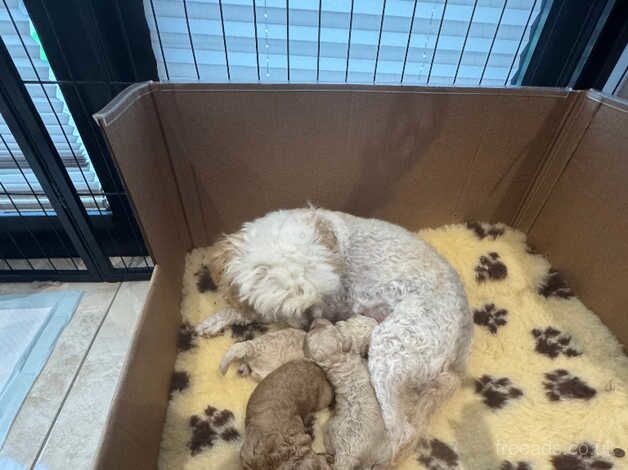 Poodle puppies for sale in Coleraine, County Londonderry – 1 year old - Image 1 of 5