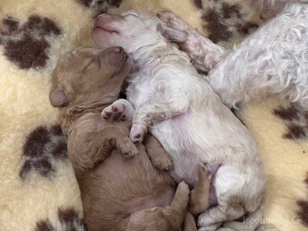 Poodle puppies for sale in Coleraine, County Londonderry – 1 year old - Image 2 of 5