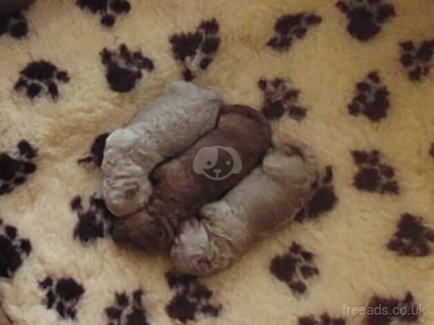 Poodle puppies for sale in Coleraine, County Londonderry – 1 year old - Image 3 of 5