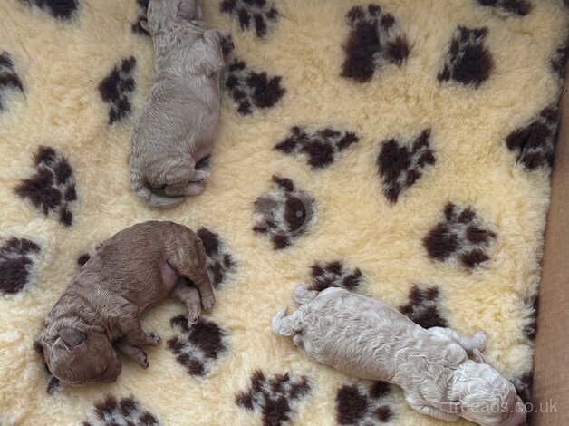 Poodle puppies for sale in Coleraine, County Londonderry – 1 year old - Image 4 of 5