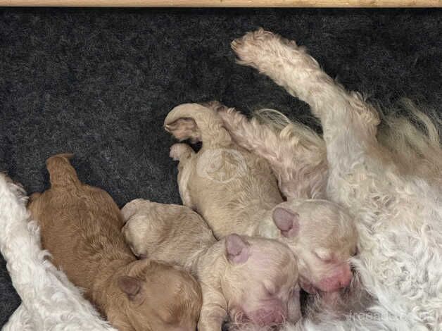 Poodle puppies for sale in Coleraine, County Londonderry – 1 year old - Image 5 of 5