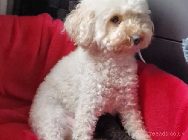 Poodle puppies for sale in Trimdon, County Durham – 1 year old - Image 1 of 5