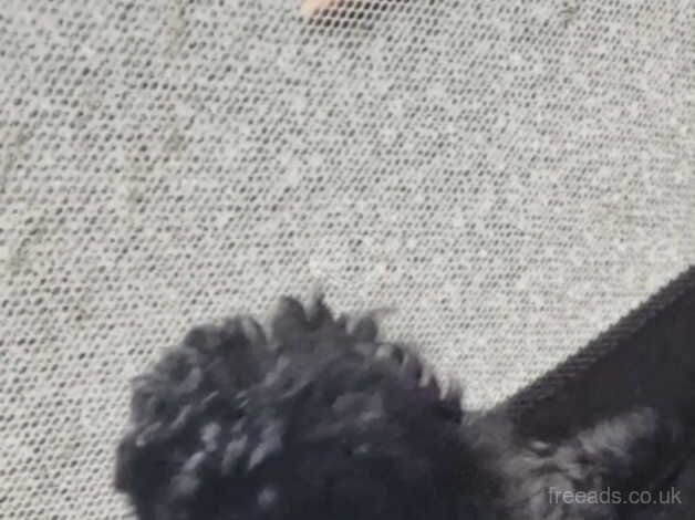 Poodle puppies for sale in Trimdon, County Durham – 1 year old - Image 2 of 5