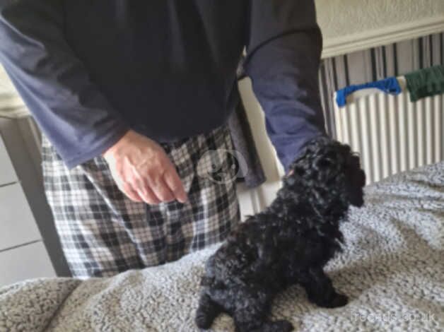 Poodle puppies for sale in Trimdon, County Durham – 1 year old - Image 3 of 5