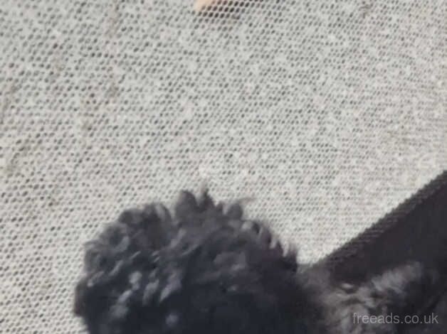 Poodle puppies for sale in Trimdon, County Durham – 1 year old - Image 4 of 5