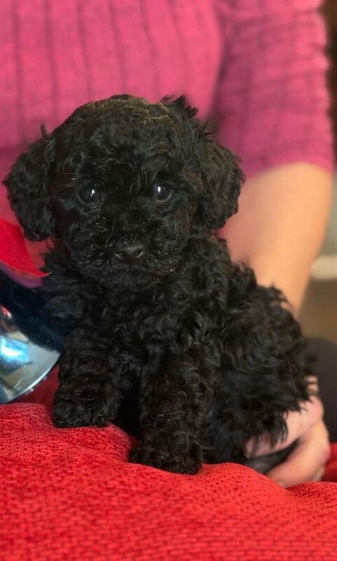 Poodle puppies for sale in Portaferry, County Down – KC registered, 10 weeks old