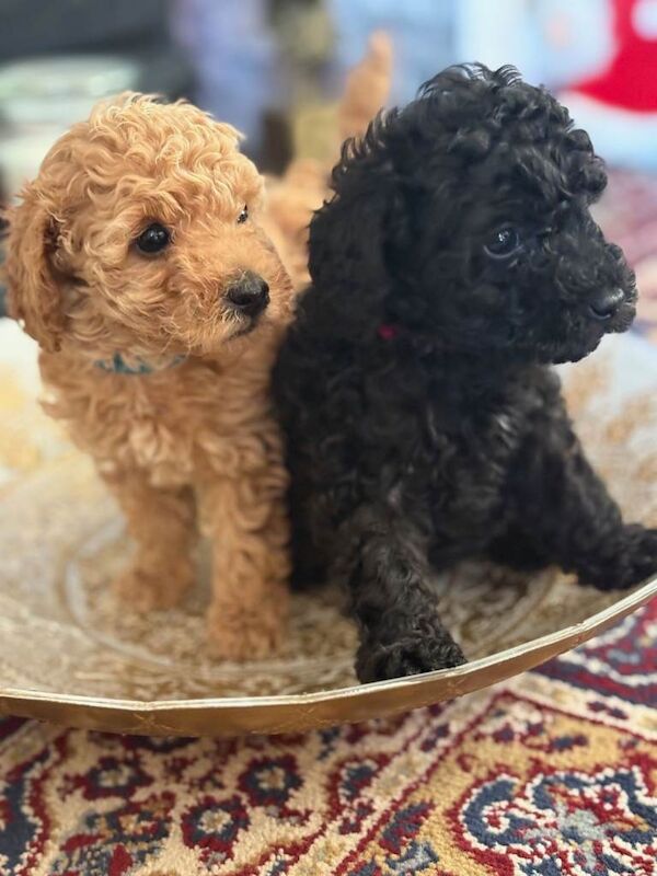Toy Poodles , KC reg. Home Alone Kevin , Remaining Book now to avoid disappointment ! - Image 3 of 3