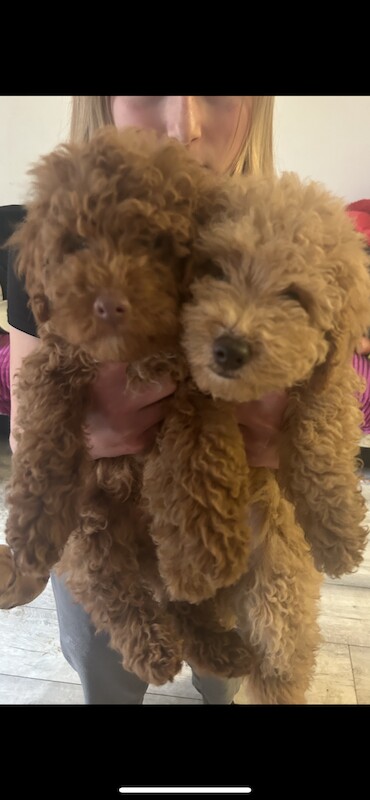Toy poodles looking for home for sale in Tilbury, Essex