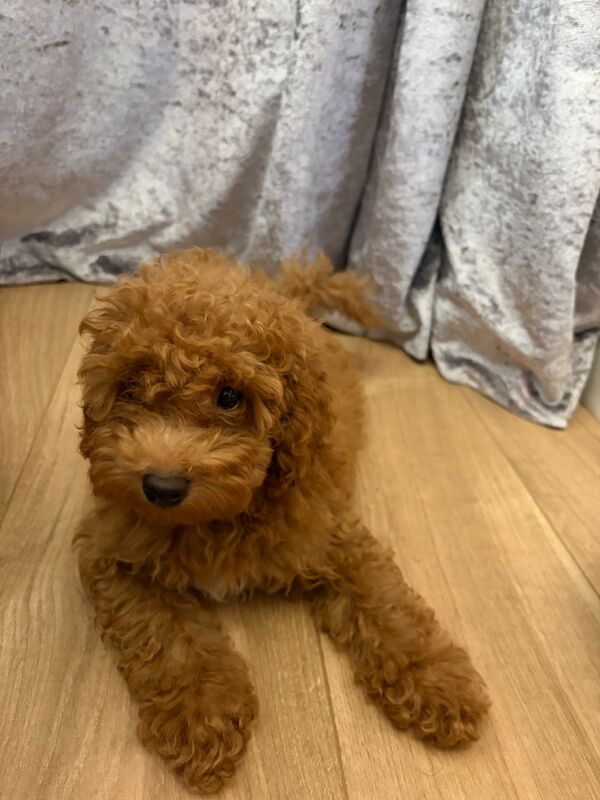 Toy poodles ready now