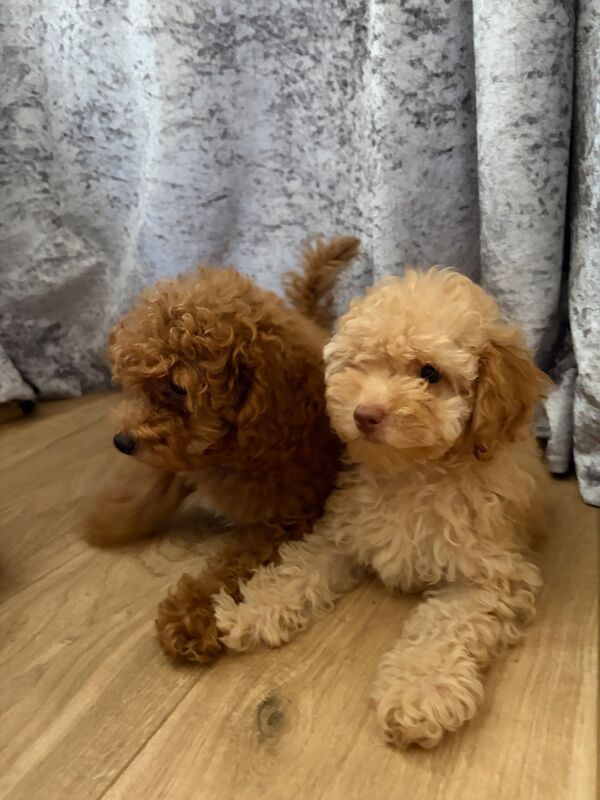 ⭐ ⭐amazing toy poodles - Image 2 of 8
