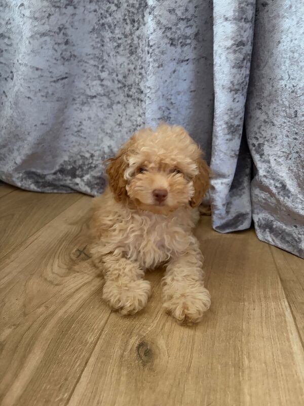 ⭐ ⭐amazing toy poodles - Image 3 of 8